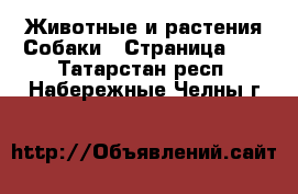 Животные и растения Собаки - Страница 15 . Татарстан респ.,Набережные Челны г.